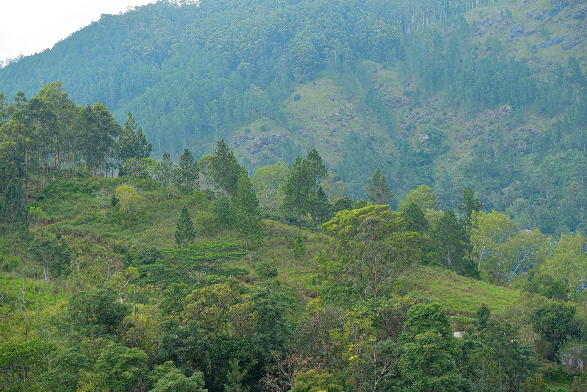 Hotel Tea Hills Ella Esterno foto