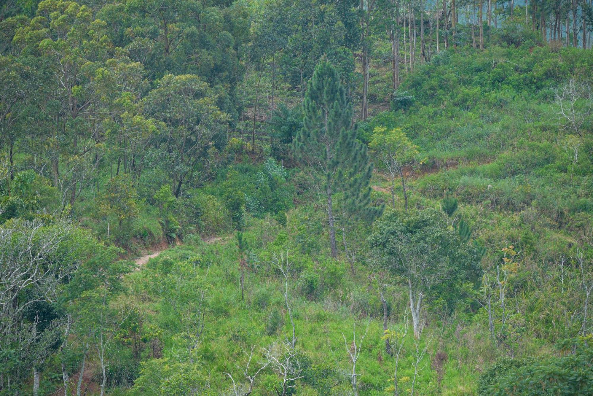 Hotel Tea Hills Ella Esterno foto